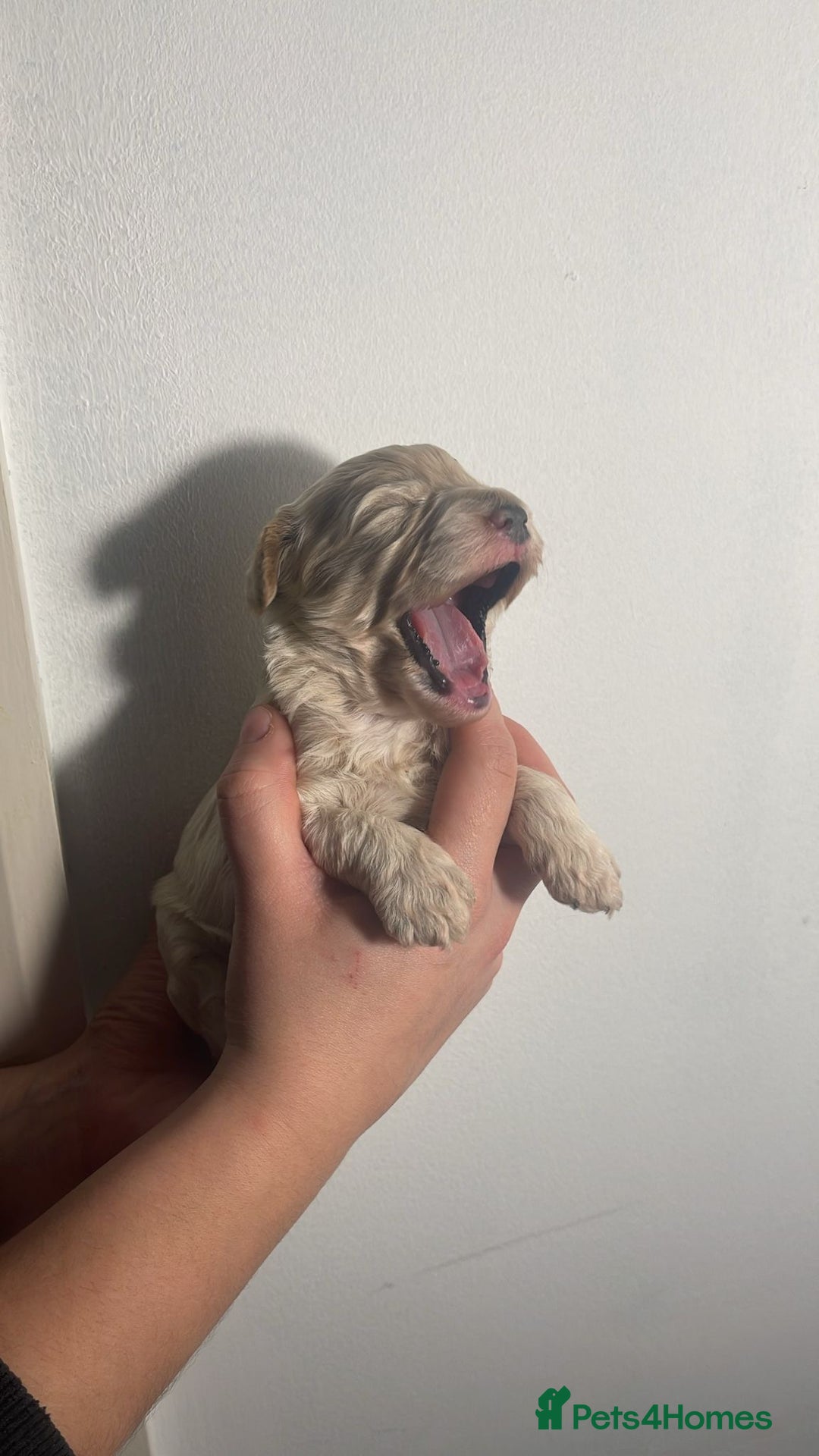 Cockapoo dogs for sale: BEAUTIFUL LITTER OF COCKAPOO  - Advert 4