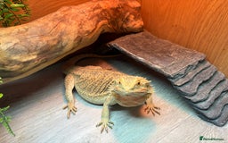Bearded Dragon reptiles for sale: Female Rainbow Tiger Bearded Dragon - Image 7
