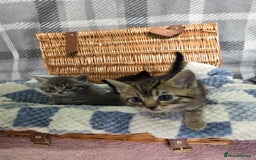 Mixed Breed cats for sale: Beautiful kittens  - Image 26