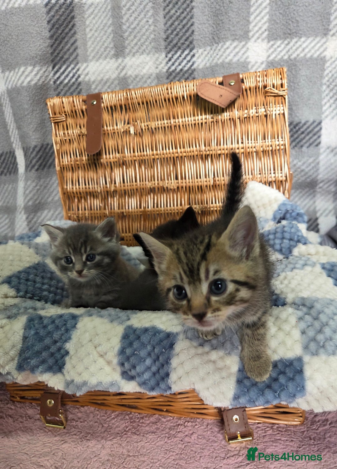 Mixed Breed cats for sale: Beautiful kittens  - Image 26