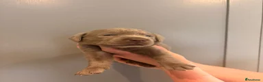 Labrador Retriever 5