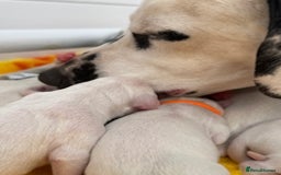 Dalmatian dogs for sale: Tamilanda Dalmatian's  - Image 10