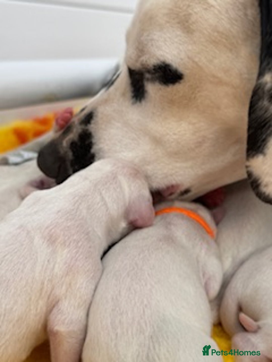 Dalmatian dogs for sale: Tamilanda Dalmatian's  - Image 10