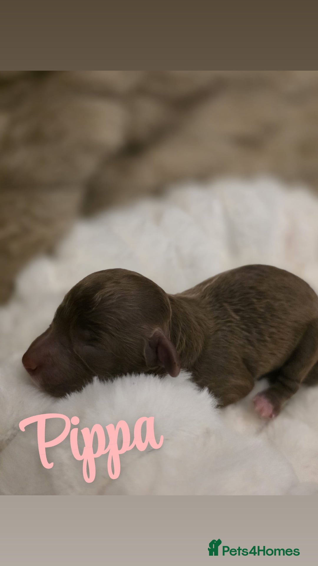 Cockapoo dogs for sale: 🤍 Beautiful F3 Multigen Cockapoo Puppies🤍 - Advert 7