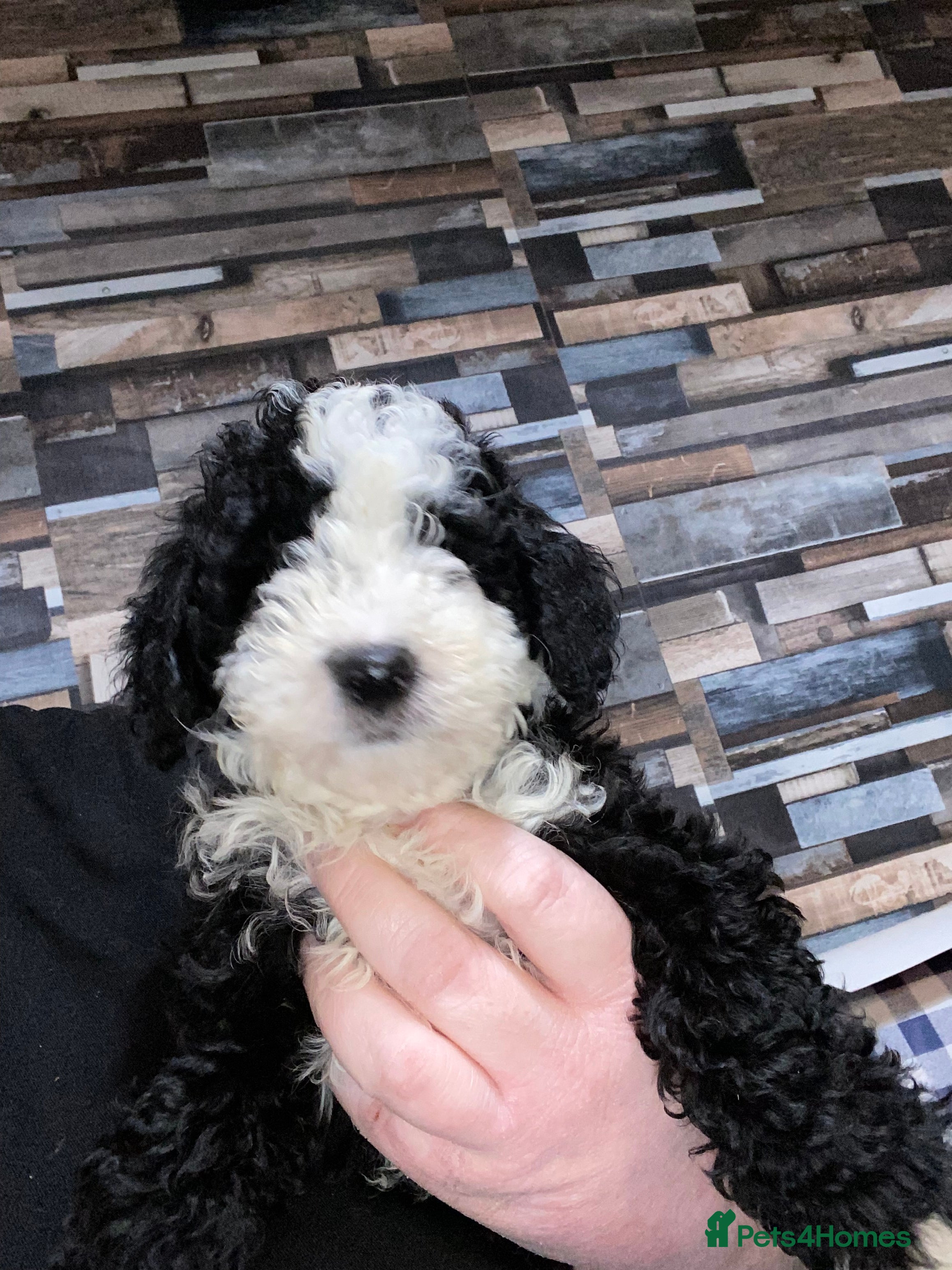 Toy Poodle dogs Beautiful Toy Poodle Pups READY TO LEAVE NOW - Advert 4