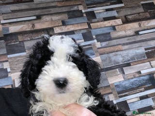 Toy Poodle dogs Beautiful Toy Poodle Pups READY TO LEAVE NOW - Advert 6