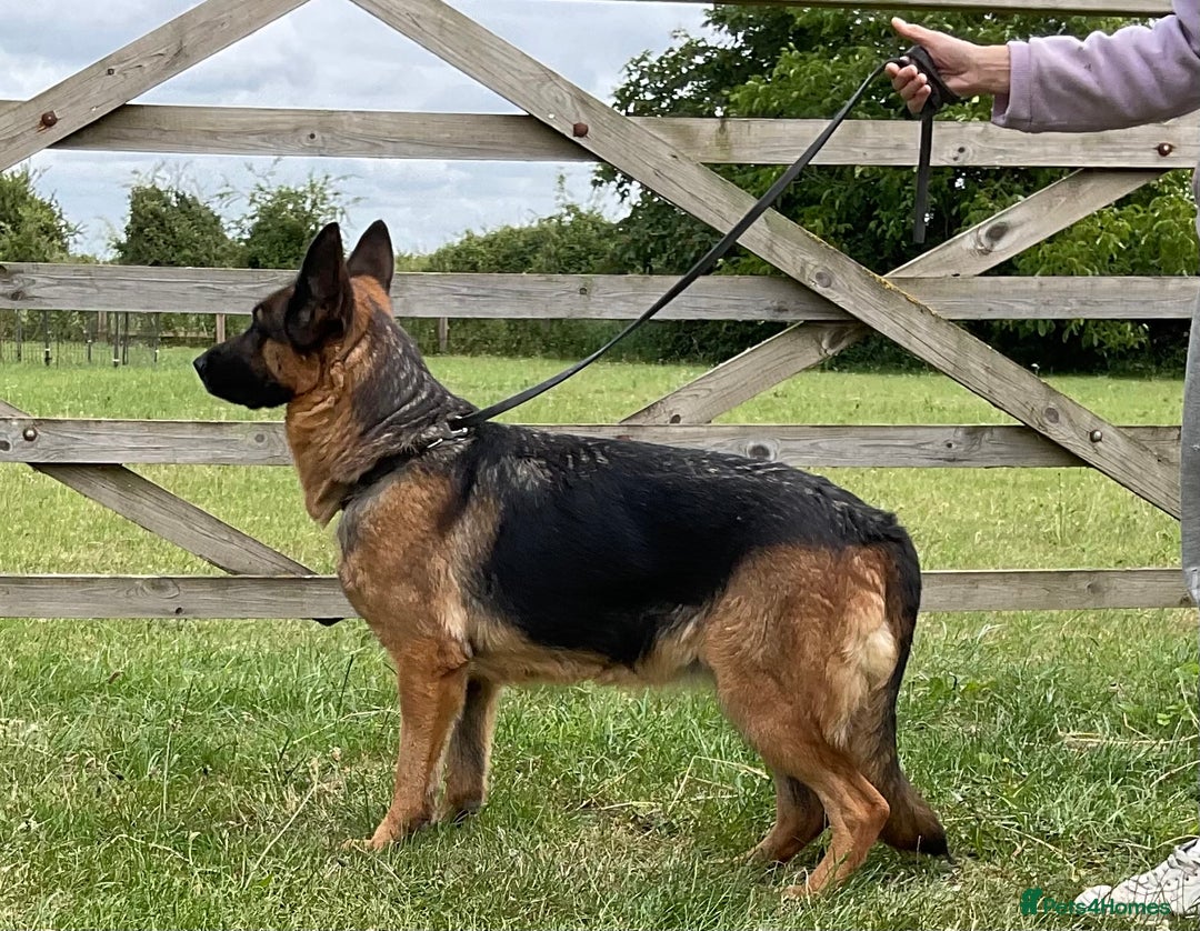 German Shepherd dogs for sale: 25 years experience breeding German Shepherds - Image 7