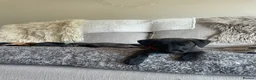 Mixed Breed dogs for sale: Beautiful Italian greyhound/Bedlington/whippet Boy - Advert 5