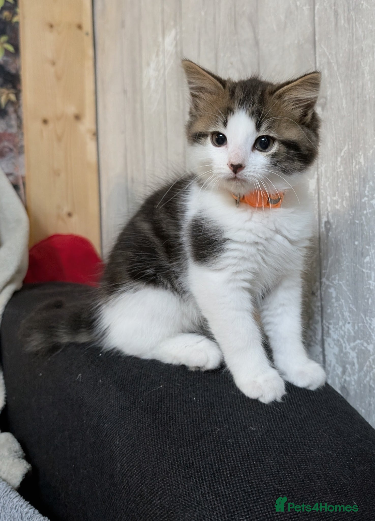 Siberian cats Siberian crossed kittens/ just Boy 1 left  - Advert 9