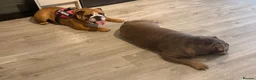 English Bulldog dogs for sale: Beautiful kc reg 13month old female  - Advert 7
