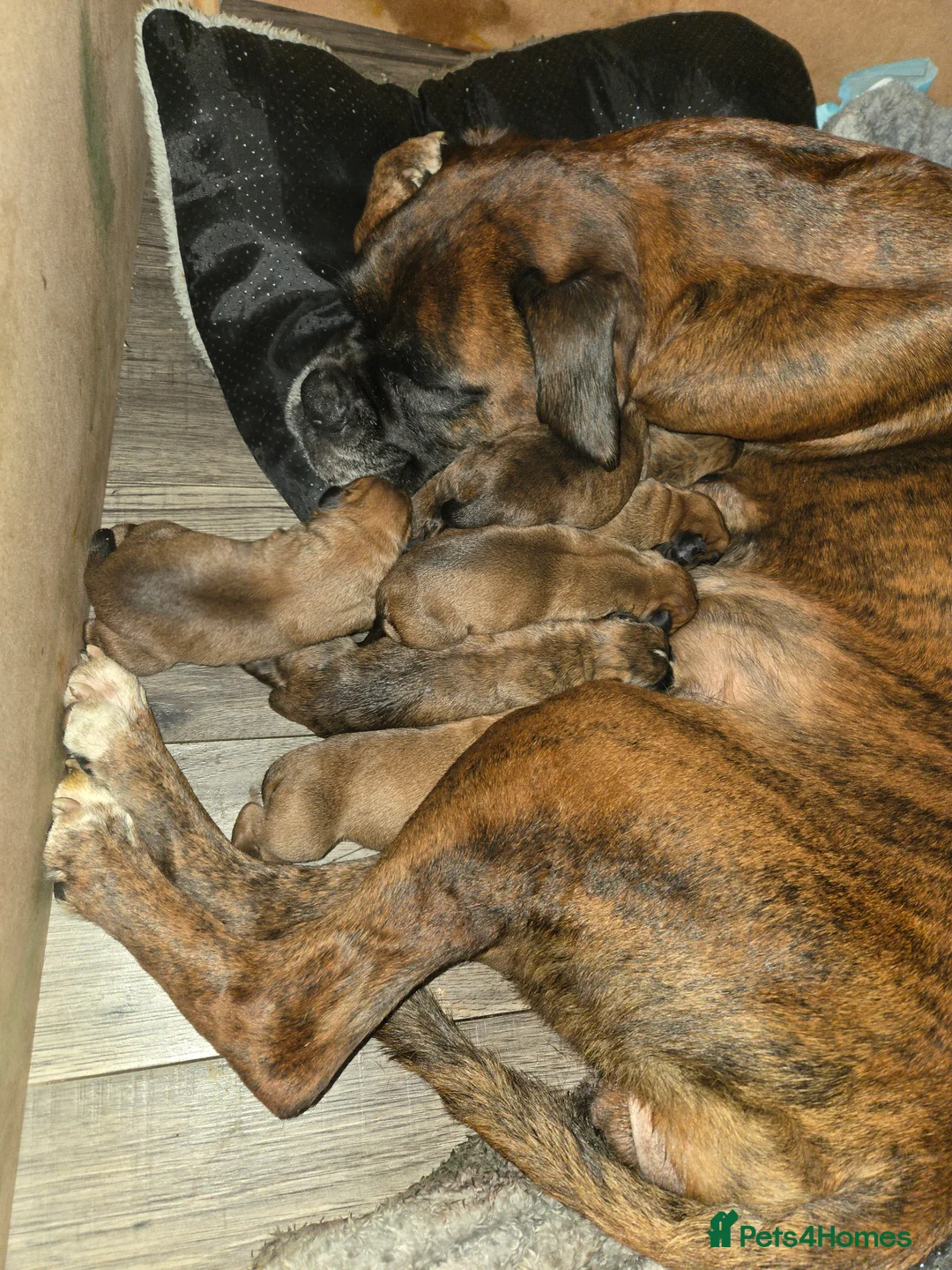 Boxer dogs for sale: Boxer puppies for sale  - Advert 2