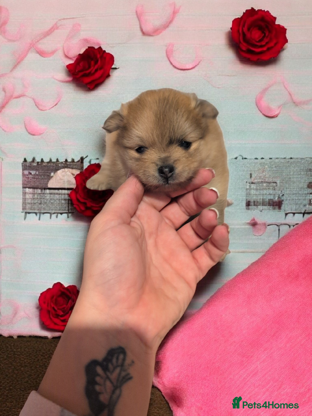 Pomeranian dogs for sale: Teddy Bear poms  - Advert 6