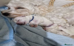 Maltese dogs for sale: Maltese puppies  - Image 10