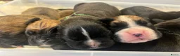 Boxer dogs for sale: 9 Beautiful Boxer puppies in Lewes - Advert 13