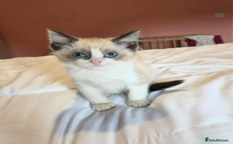 Ragdoll cats - Advert 1