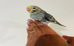 Budgerigars birds for sale: Hand reared budgies for sale  - Image 16