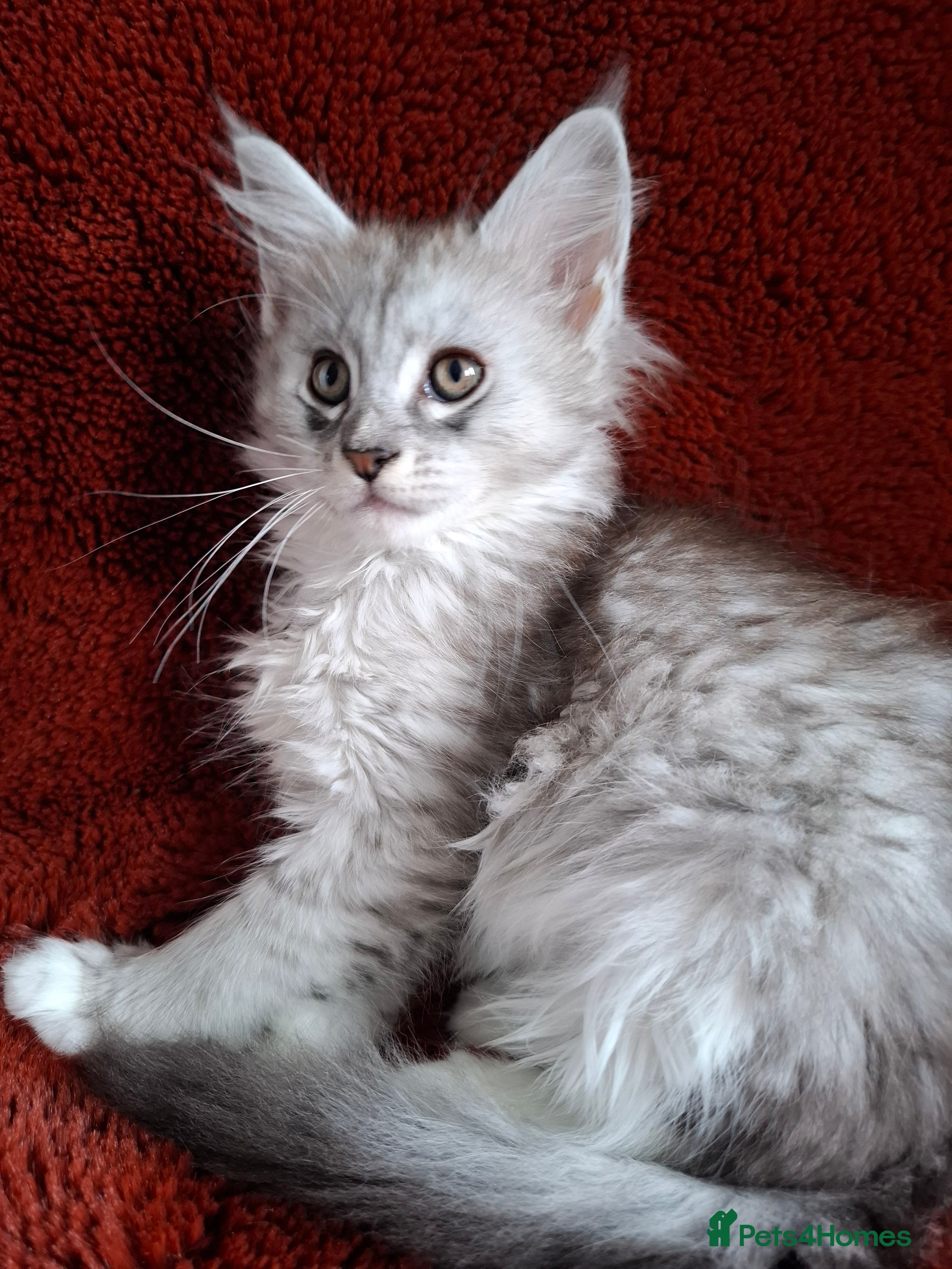 Maine Coon cats Tica Registered Maine Coon Kittens - Advert 7