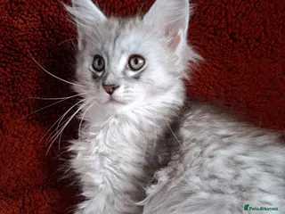 Maine Coon cats Tica Registered Maine Coon Kittens - Advert 3