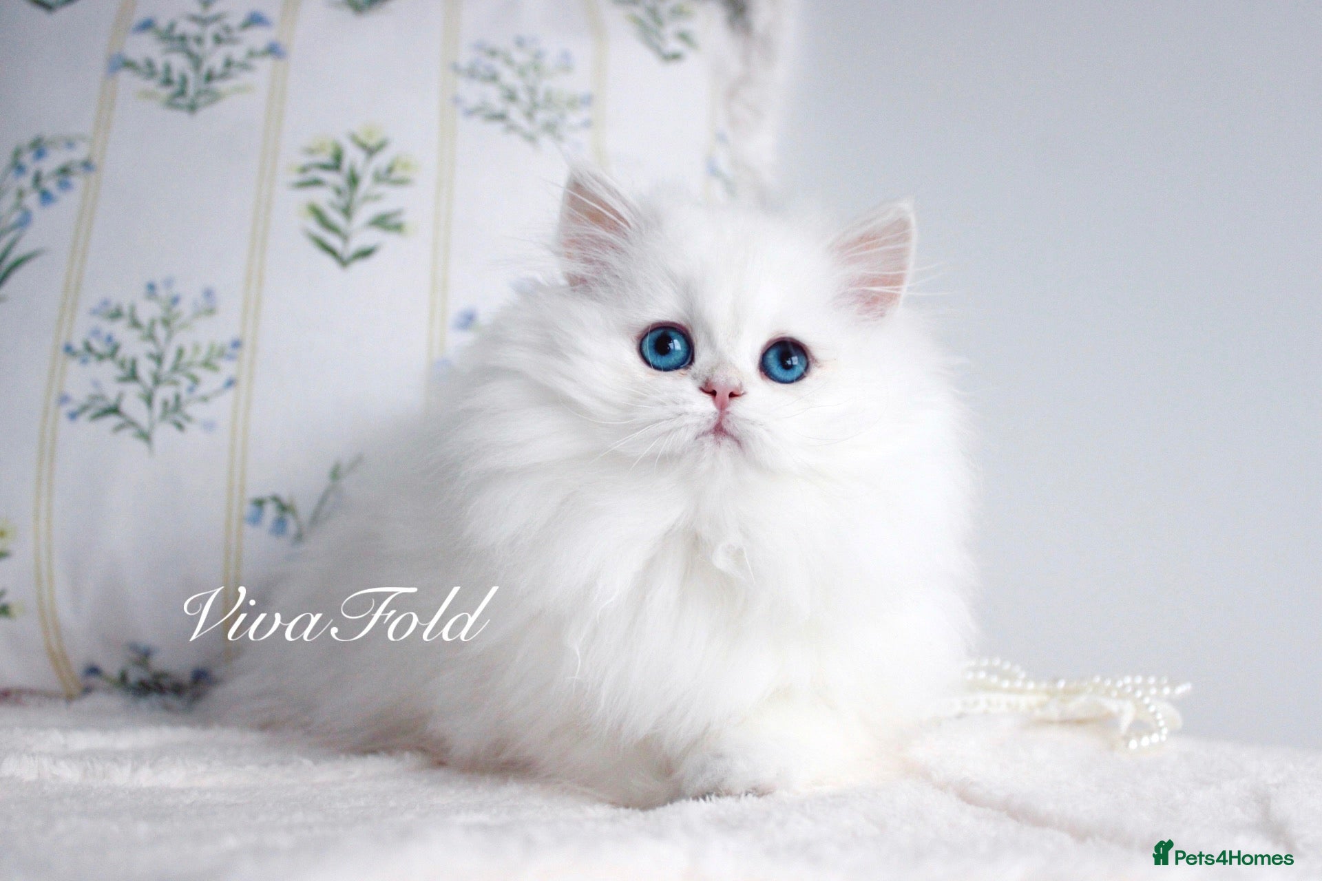 British Longhair cats Super Rare & Top Quality Kittens - Advert 7