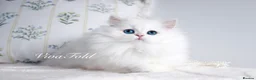 British Longhair cats for sale: Super Rare & Top Quality Kittens - Advert 1