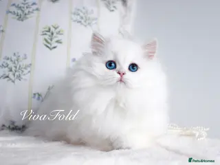 British Longhair cats Super Rare & Top Quality Kittens - Advert 1
