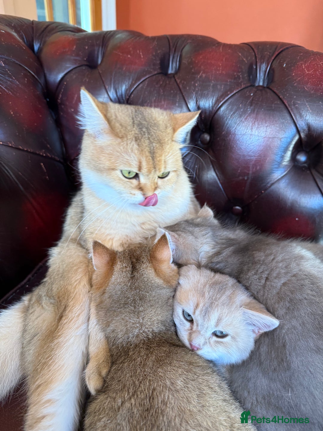 British Shorthair cats for sale: Ready now golden BSH - Image 2