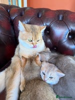 British Shorthair cats - Advert 4