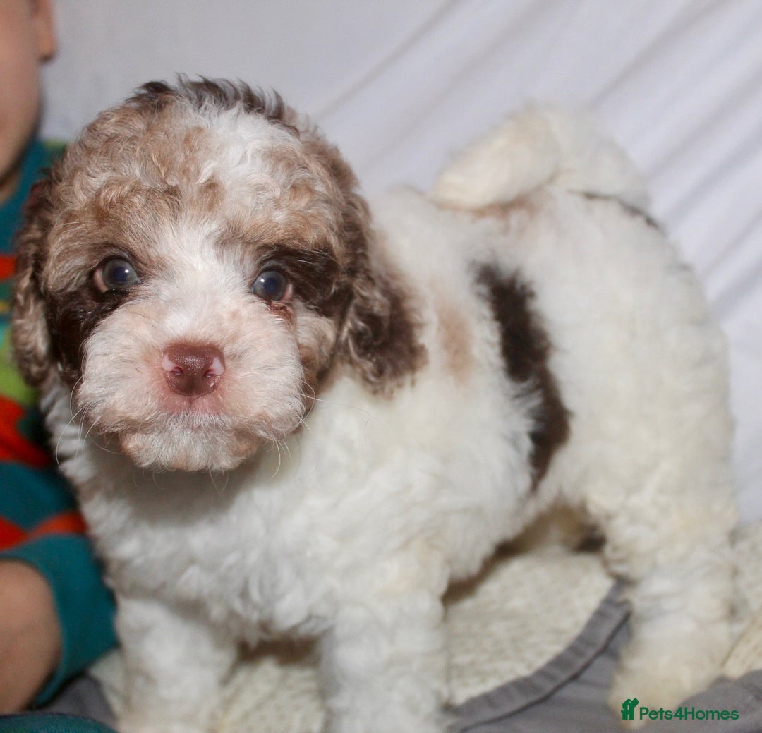 Cockapoo dogs for sale: Child friendly cockapoo puppies  - Advert 13