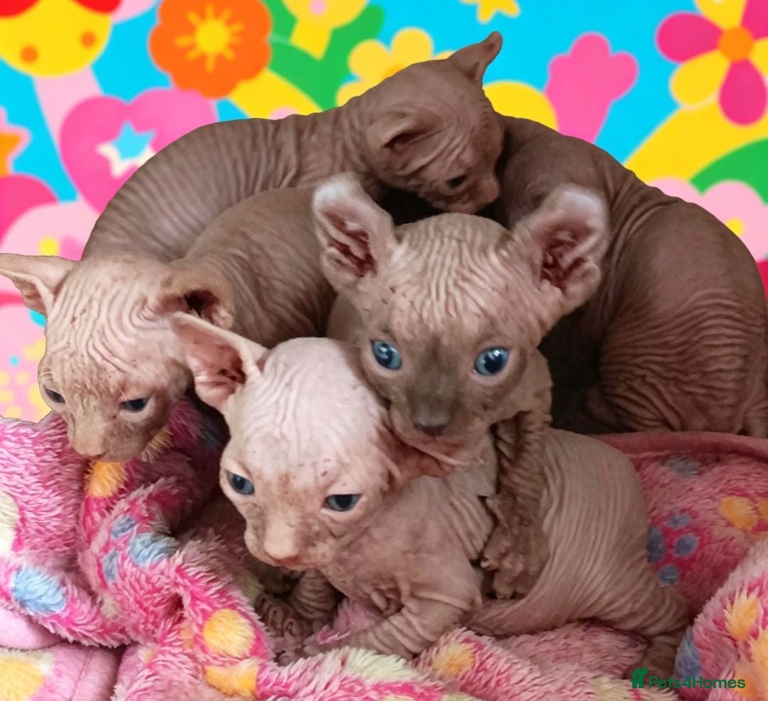 Sphynx cats STUNNING SPHYNX ELF/CANADIAN KITTENS - Advert 1