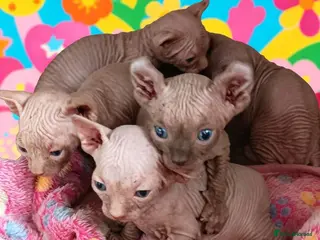 Sphynx cats STUNNING SPHYNX ELF/CANADIAN KITTENS - Advert 9