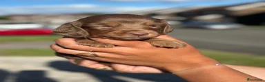 Miniature Dachshund Puppy 5