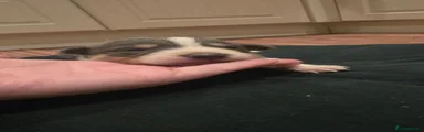 Border Collie 3
