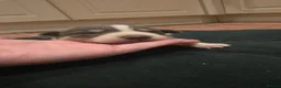 Border Collie dogs for sale: DNA tested ISDS Parents Lilac & Blue Puppies - Advert 12