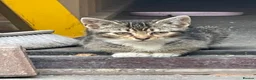 Mixed Breed cats for sale: KITTENS FOR SALE - Advert 17