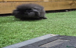 Mini Lion Lop rabbits for sale: 2 male baby lion lops  - Image 5