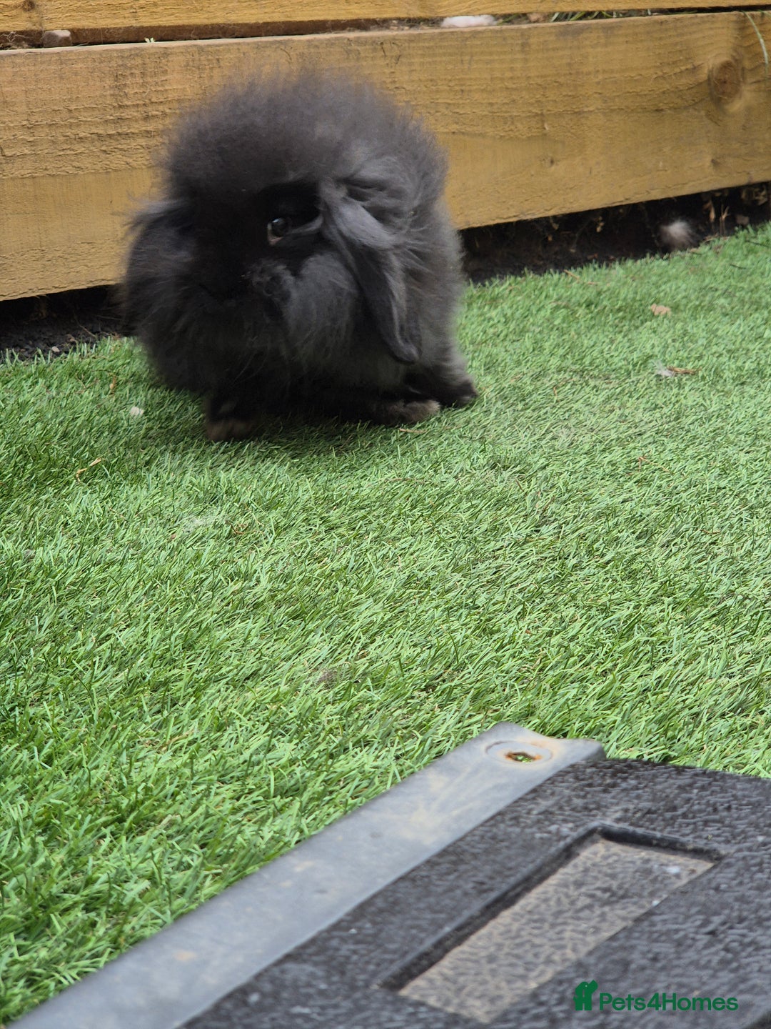 Mini Lion Lop rabbits for sale: 2 male baby lion lops  - Image 5