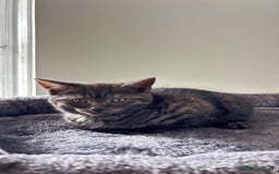 British Shorthair cats for sale: 4 lovely kittens looking for a nice home - Image 7