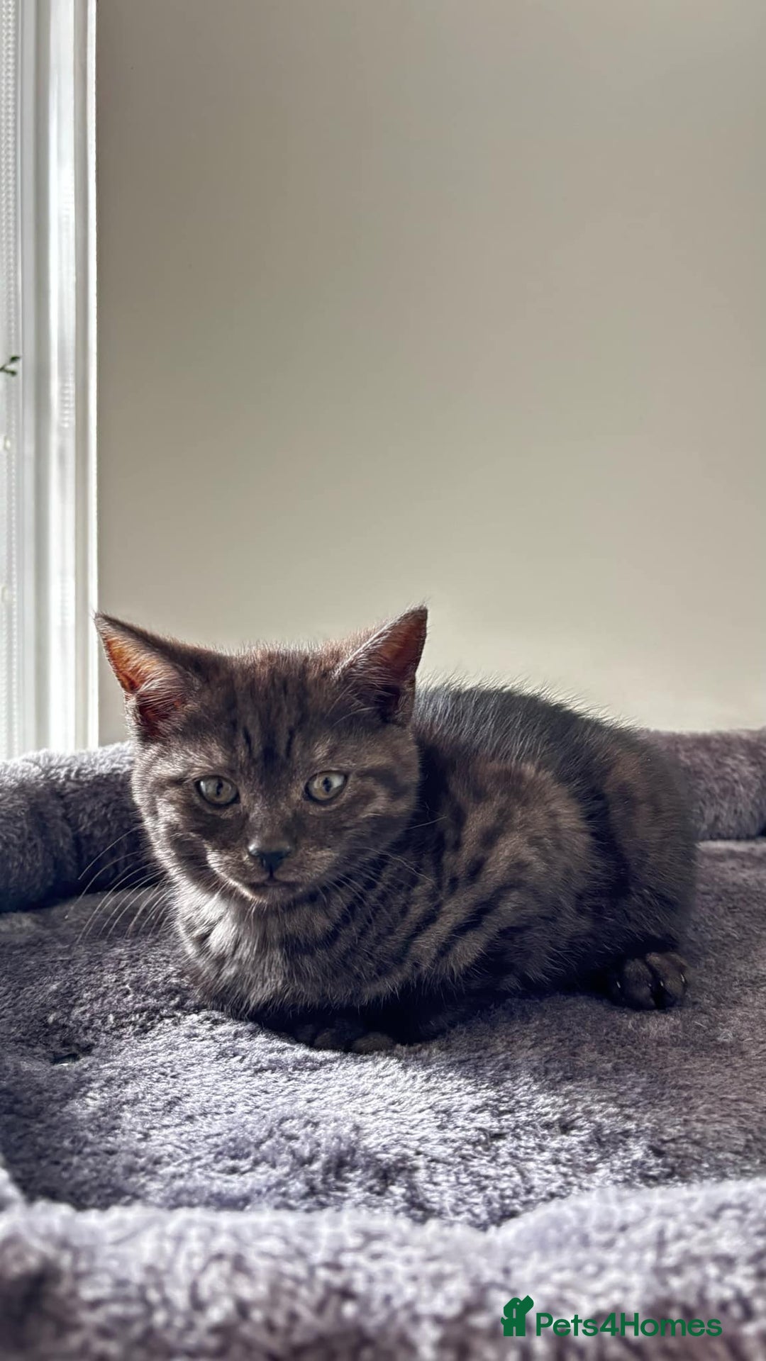 British Shorthair cats for sale: 4 lovely kittens looking for a nice home - Image 7