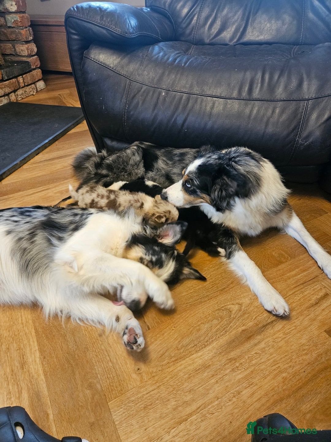 Border Collie dogs for sale: Beautiful border collies  - Image 12