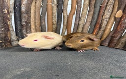 Guinea Pig rodents for sale: 2 baby guinea pigs! - Image 2