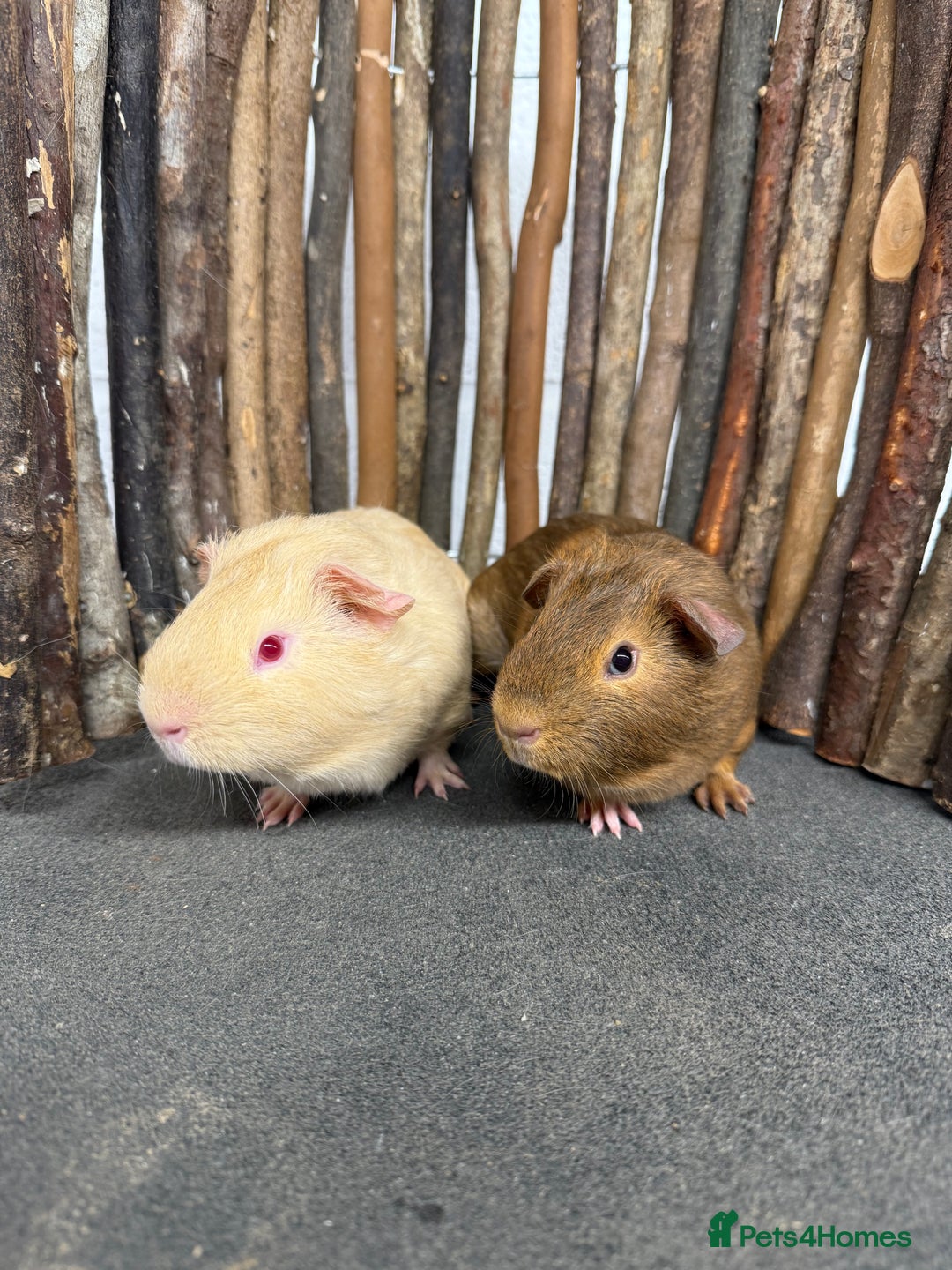 Guinea Pig rodents for sale: 2 baby guinea pigs! - Image 2