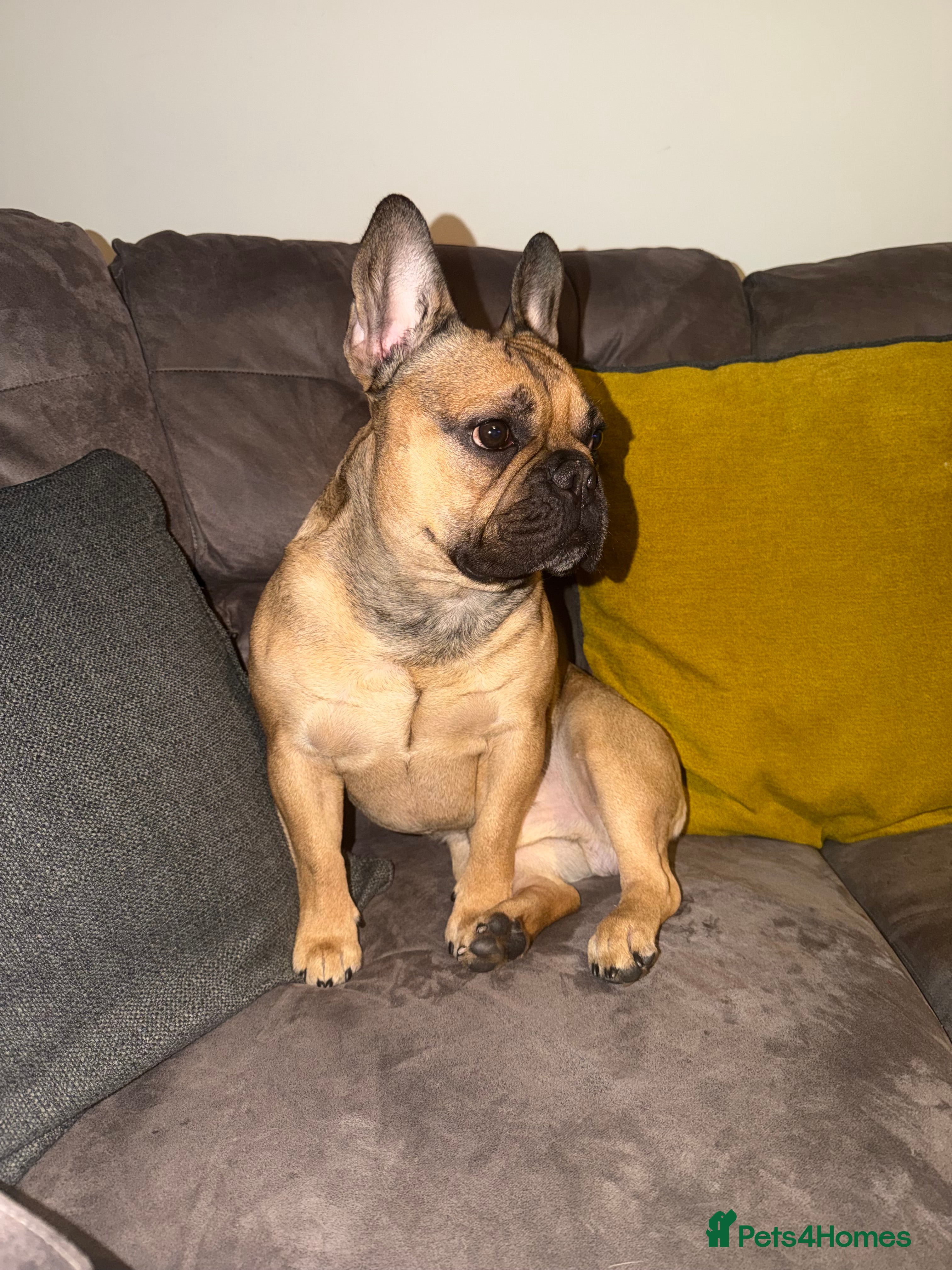 French Bulldog dogs 4 year old male French bulldog  - Advert 5