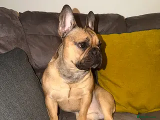 French Bulldog dogs 4 year old male French bulldog - Advert 5