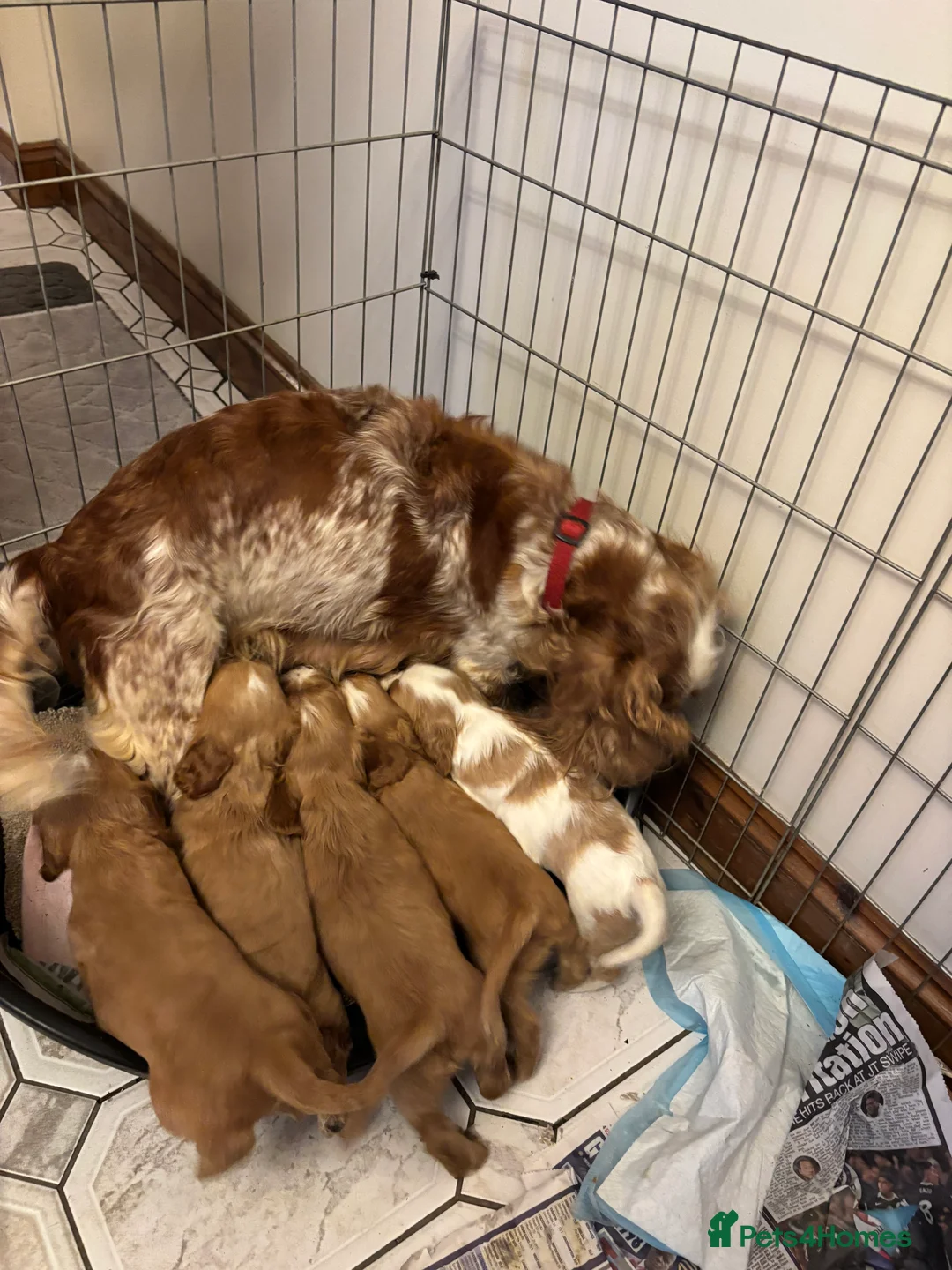 Cocker Spaniel dogs for sale: KC reg cocker spaniels  - Advert 7