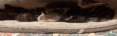 Bengal 1