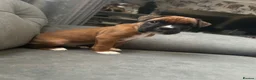 Boxer dogs for sale: Bobtail puppy boxers  - Advert 8