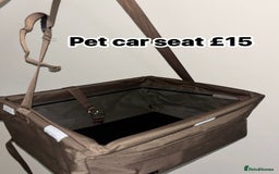 English Lop rabbits for sale: New Home for Milo - Image 17