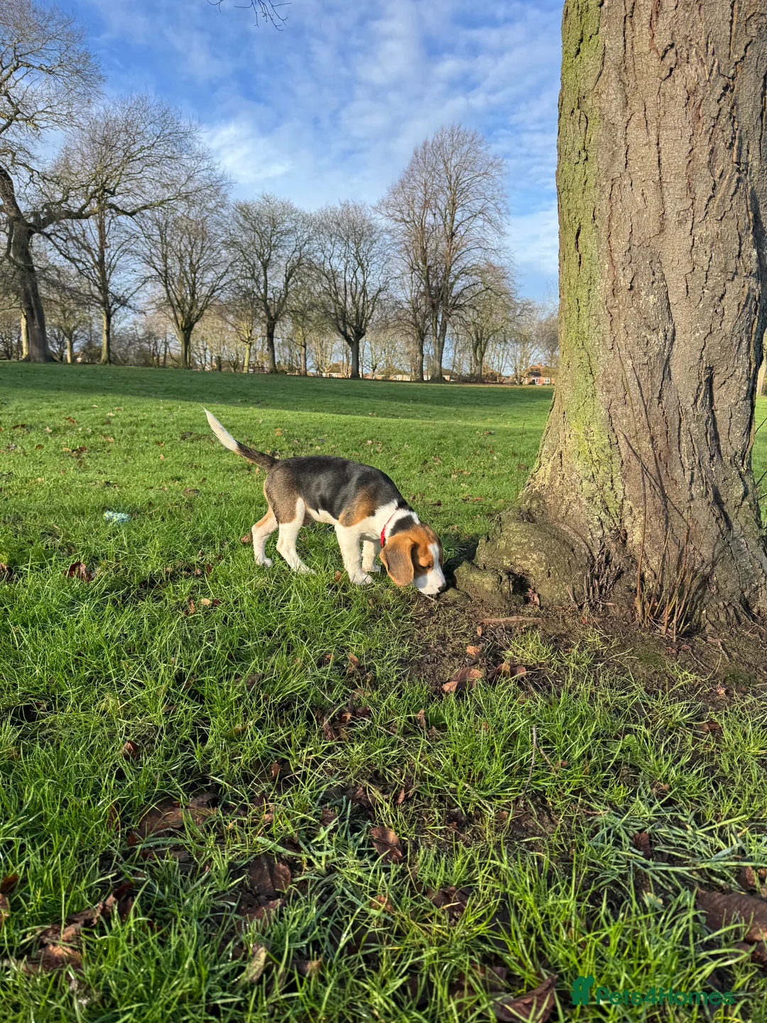 Beagle dogs for sale: Orio  - Advert 7