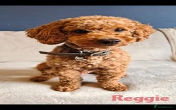 Cavapoo dogs for sale: Beautiful F1 Cavapoo puppies - Image 9