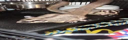 Sugar Glider rodents for sale: 2 female sugar glders in South Ockendon - Advert 15